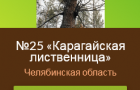 Карагайская лиственница – одна из претендентов на звание главного дерева страны