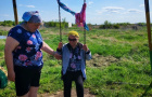 День одуванчика