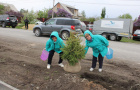 Высадка саженцев ели в сквере «Тропа здоровья».