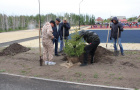 Высадка саженцев ели в сквере «Тропа здоровья».