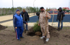 Высадка саженцев ели в сквере «Тропа здоровья».