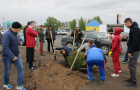 Высадка саженцев ели в сквере «Тропа здоровья».