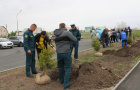 Высадка саженцев ели в сквере «Тропа здоровья».