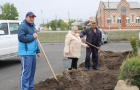 Высадка саженцев ели в сквере «Тропа здоровья».