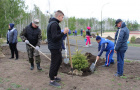 Высадка саженцев ели в сквере «Тропа здоровья».