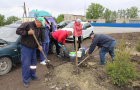 Высадка саженцев ели в сквере «Тропа здоровья».