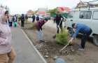 Высадка саженцев ели в сквере «Тропа здоровья».