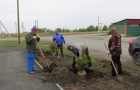 Высадка саженцев ели в сквере «Тропа здоровья».