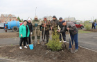 Высадка саженцев ели в сквере «Тропа здоровья».