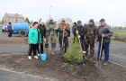 Высадка саженцев ели в сквере «Тропа здоровья».