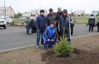 Высадка саженцев ели в сквере «Тропа здоровья».