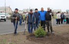 Высадка саженцев ели в сквере «Тропа здоровья».