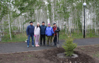 Высадка саженцев ели в сквере «Тропа здоровья».