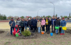 Высадка саженцев ели в сквере «Тропа здоровья».